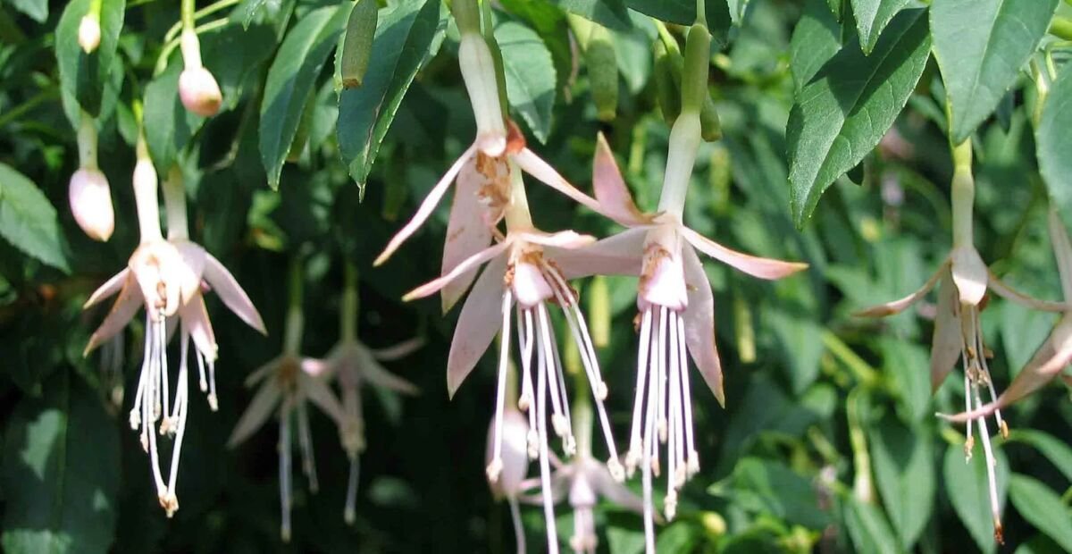 Fuchsia 'Hawkshead' – plant photo