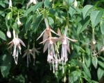 Fuchsia ‘Hawkshead’