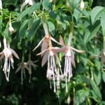 Fuchsia 'Hawkshead' – foto della pianta