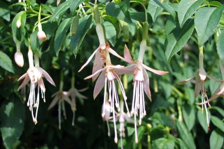 Fuchsia 'Hawkshead'