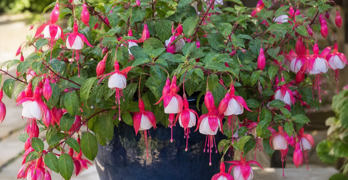 Fuchsia 'Lady's Earring' – plant photo