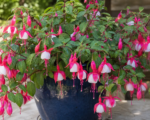 Fuchsia ‘Lady’s Earring’