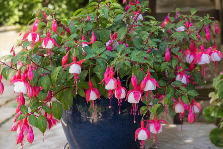 Fuchsia 'Lady's Earring'
