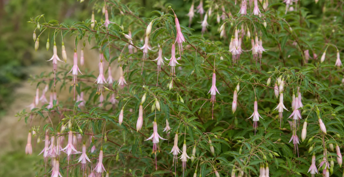 Fuchsia magellanica 'Molinae' – plant photo