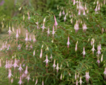 Molinae (Fuchsia magellanica ‘Molinae’)