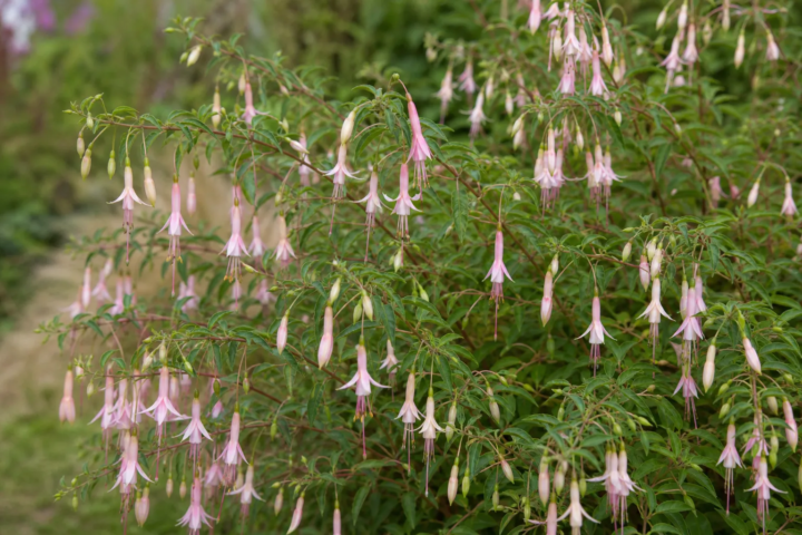 Fuchsia magellanica 'Molinae'