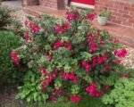 Fuchsia ‘Mrs Popple’