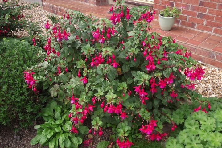 Fuchsia 'Mrs Popple'