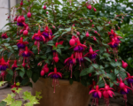 Fuchsia ‘Royal Velvet’