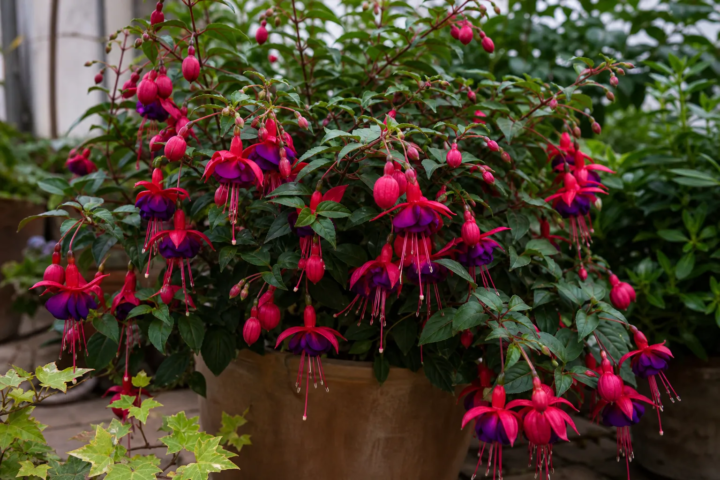 Fuchsia 'Royal Velvet'