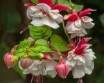 Fuchsia ‘Swingtime’