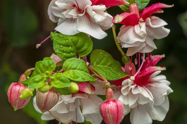 Fuchsia 'Swingtime'