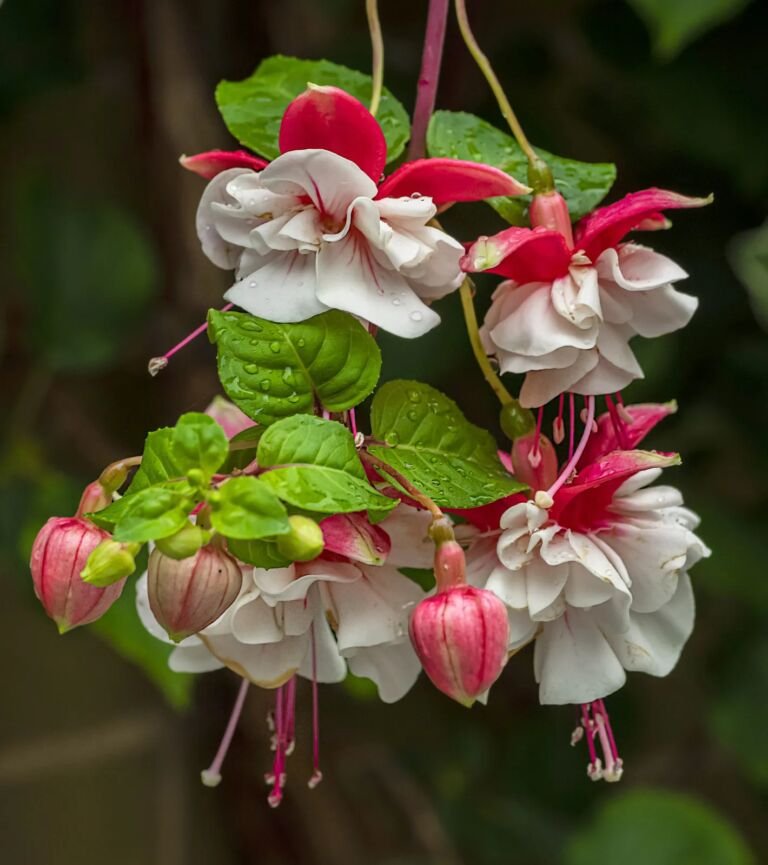 Fuchsia 'Swingtime' – foto della pianta