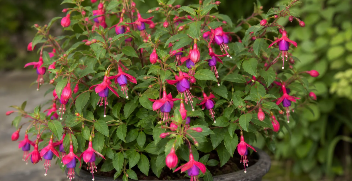 Fuchsia 'Tom Thumb' – plant photo