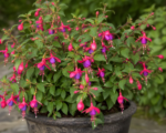 Fuchsia ‘Tom Thumb’
