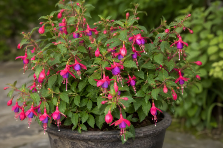 Fuchsia 'Tom Thumb'