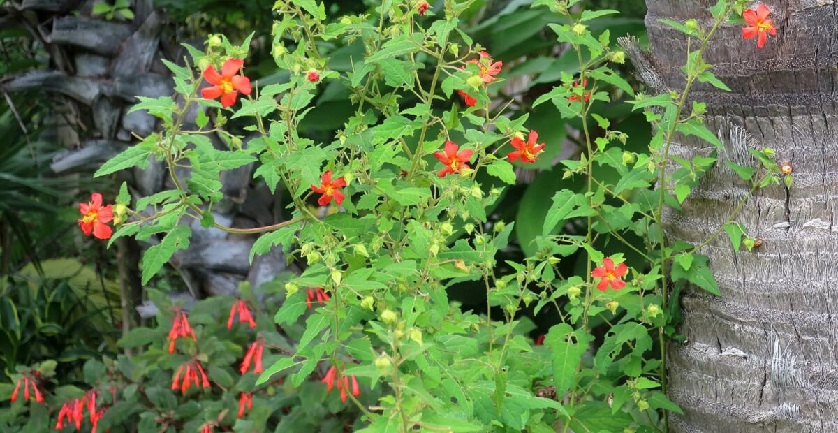Fuchsia triphylla – plant photo
