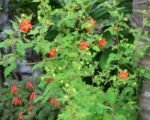 Fucsia caprifoglio (Fuchsia triphylla): guida alla cura