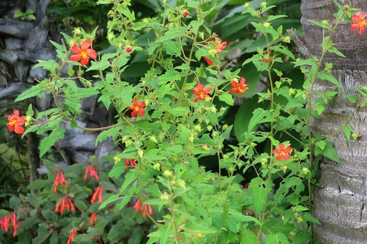 Fuchsia triphylla