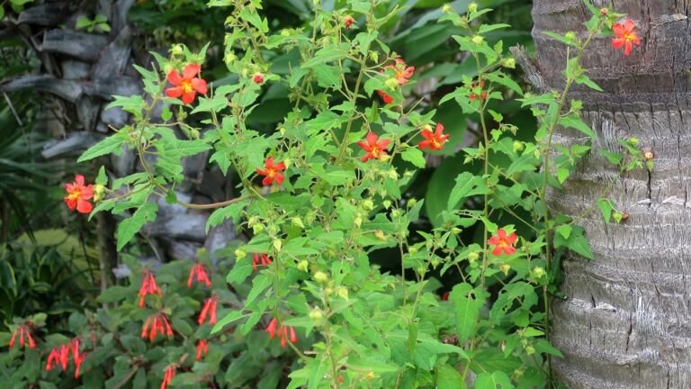 Fuchsia triphylla – foto della pianta