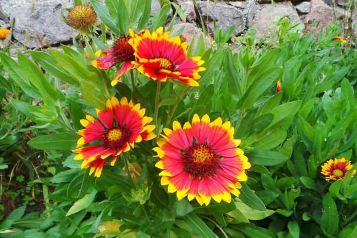 Gaillardia aristata
