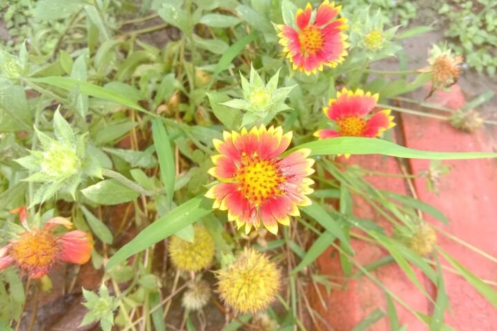 Gaillardia pulchella