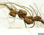Galla del colletto