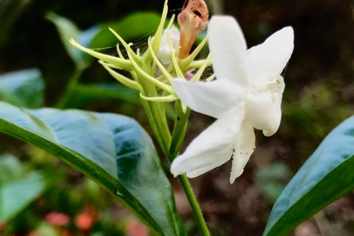 Jasminum sambac