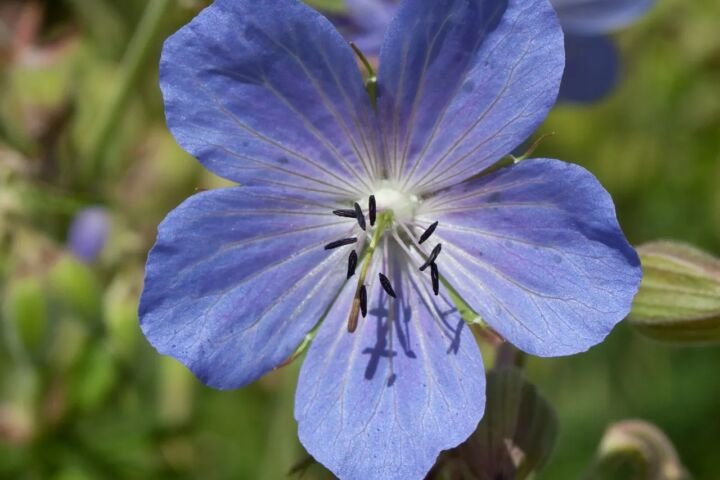 Geranium pratense