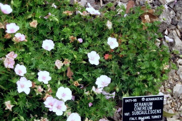 Geranium 'Cinereum'