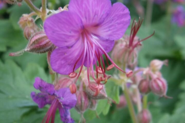 Geranium 'Macrorrhizum'