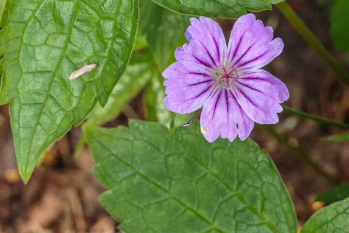 Geranium nodosum
