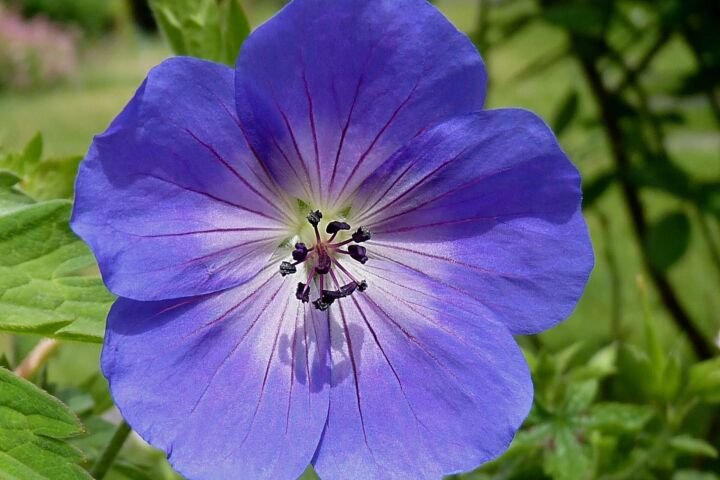 Geranium 'Rozanne'