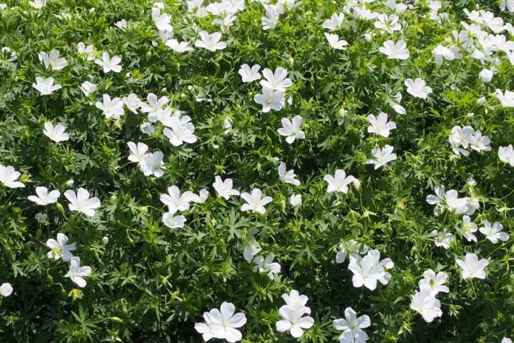 Geranium 'Sanguineum'