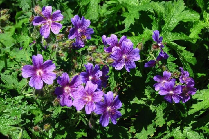 Geranium magnificum