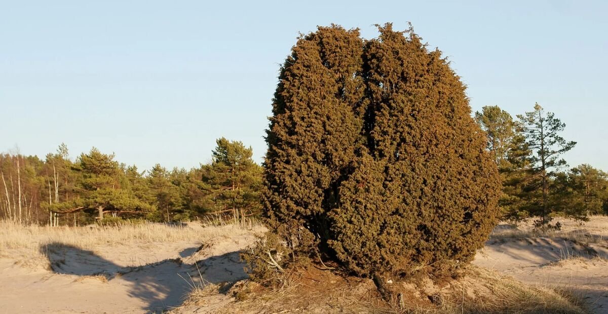 Ginepro comune (Juniperus communis) – plant photo