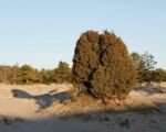 Ginepro comune (Juniperus communis): guida alla coltivazione