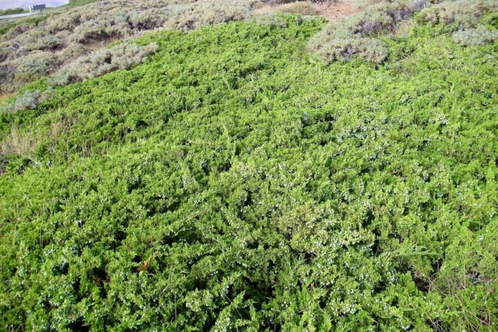 Juniperus sabina