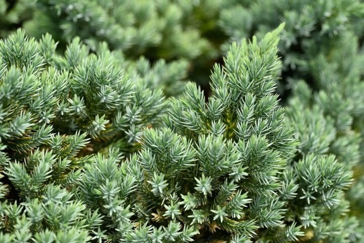 Juniperus squamata
