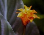 Fiamma eterna (Goeppertia crocata): guida alla coltivazione