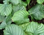 Goeppertia orbifolia: guida alla coltivazione