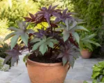 Rizinus sicher anbauen: So gelingt Ricinus communis im deutschen Garten