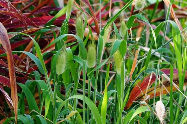 Lagurus ovatus