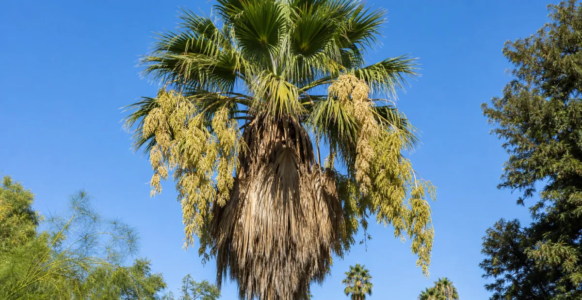 he Mexican fan palm (Washingtonia robusta) – plant photo