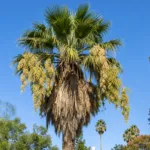 he Mexican fan palm (Washingtonia robusta) – plant photo