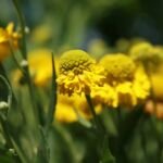 Helenium 'Double Trouble' – foto della pianta
