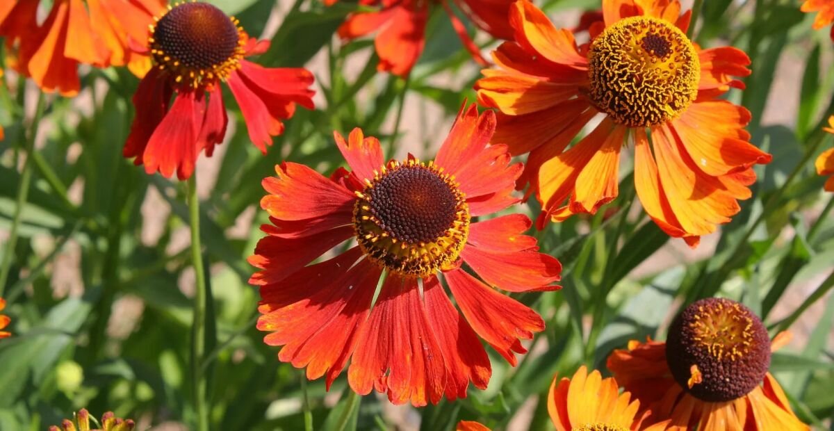 Helenium 'Moerheim Beauty' – plant photo