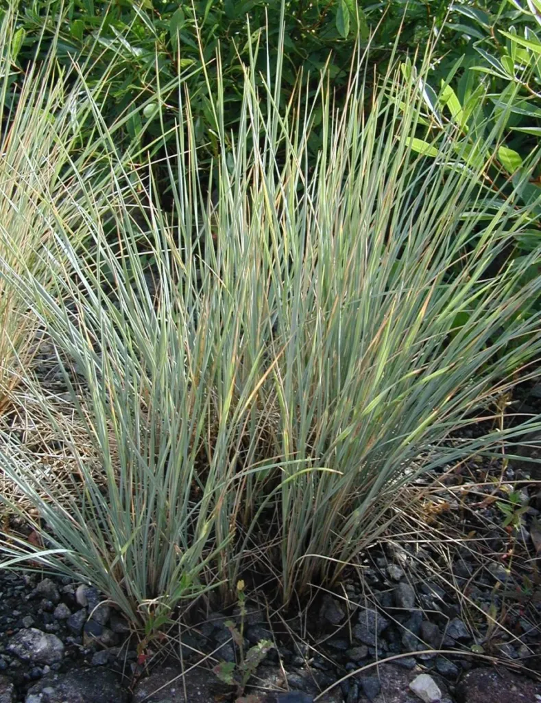 Blau-Schillergras (Helictotrichon sempervirens) – natürliche Wuchsform, Pflanzenfoto