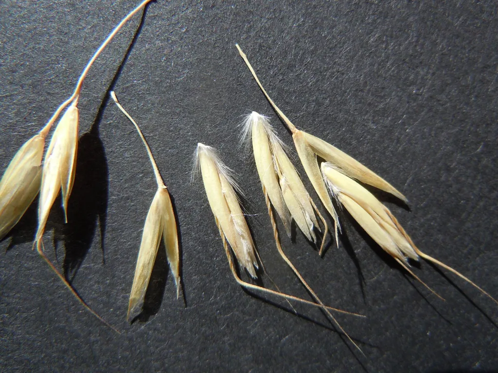 Blau-Schillergras (Helictotrichon sempervirens) – typisches Erscheinungsbild, Pflanzenfoto