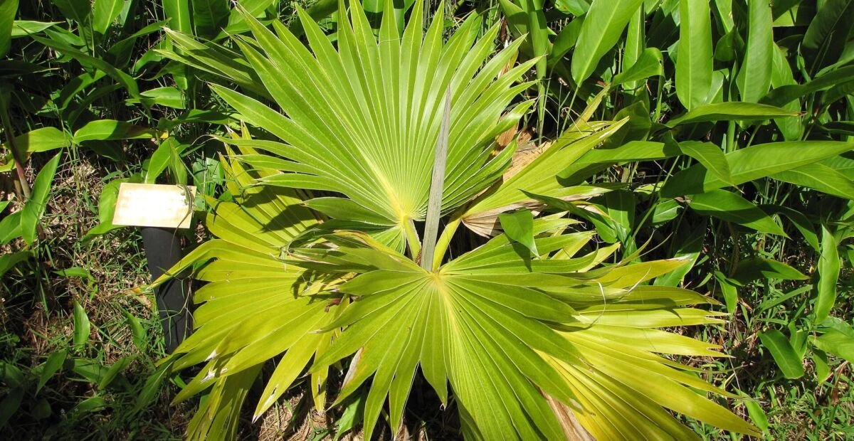 Hillebrand-Loulu (Pritchardia hillebrandii) – Pflanzenfoto